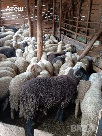 звиски шилета за продан , снимка 2 - Овце - 55990429