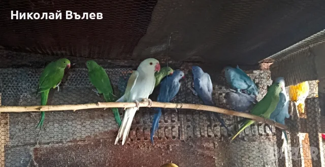 Малки александри , снимка 5 - Папагали - 56140007