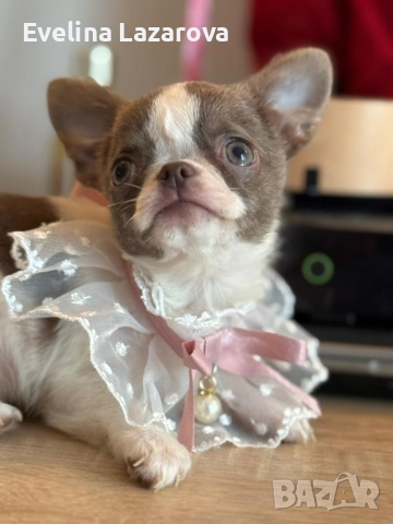 Кученца чихуахуа, снимка 7 - Чихуахуа - 52937787