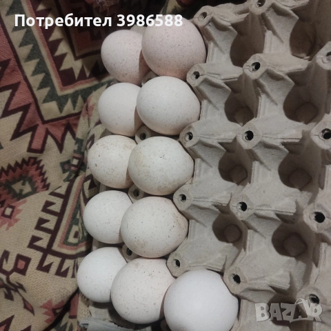 Яйца за люпене от Пуйки и Кокошки