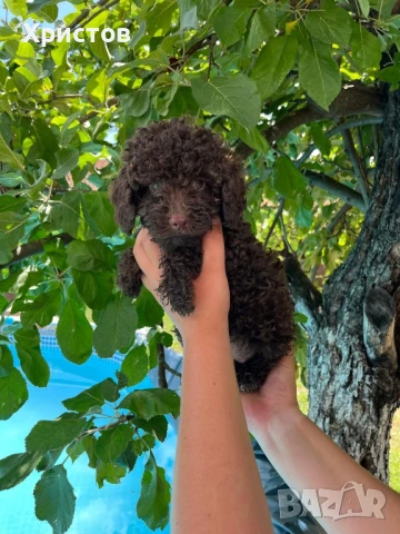 мини пудели търсят гриживни стопани, снимка 3 - Пудели - 51325232