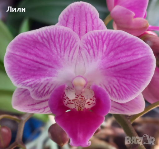 Орхидея фаленопсис мултифлора, снимка 1 - Стайни растения - 44762285
