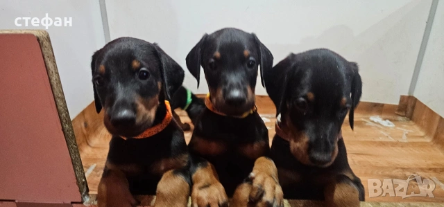 ПРОМОЦИЯ.  бебета ДОБЕРМАНИ, снимка 3 - Доберман - 53785951