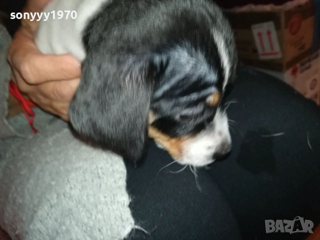 ДЖАК РЪСЕЛ ТЕРИЕР 0510250821, снимка 16 - Джак ръсел териер - 51948696