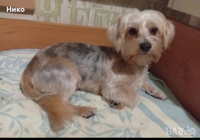 Мъжко йорки мерле, снимка 2 - Йоркширски териер - 52922480