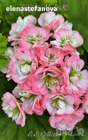 Сортови мушката, снимка 2 - Стайни растения - 51434640