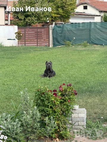 Кане Корсо Сиви, снимка 6 - Кане корсо - 53123551