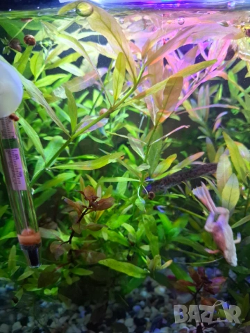 Аквариум RS 320 EL - черен в комплект със всичко необходимо