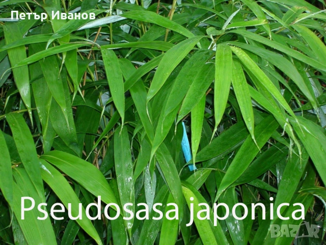 Бамбук студеноустойчив с корен, снимка 10 - Градински цветя и растения - 41115267