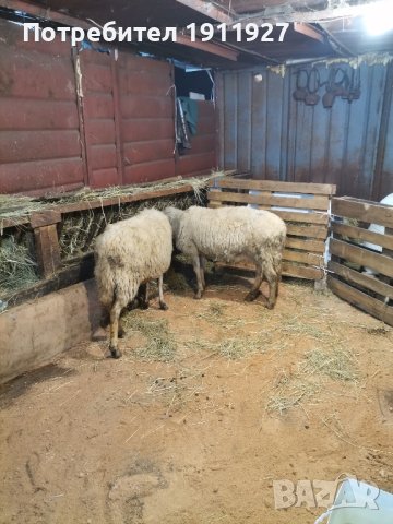 продавам овца 250лв, снимка 1 - Овце - 44421139