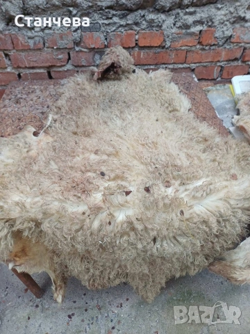 агнешки и кози кожи , снимка 4 - Антикварни и старинни предмети - 53671618