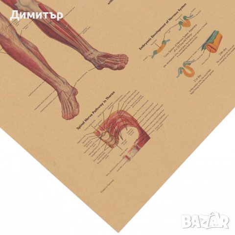 Постер постери плакат Нервна система 42/29см., снимка 6 - Декорация за дома - 39939346