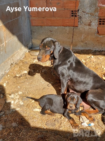 kuce gonce, снимка 2 - Немска овчарка - 54359785