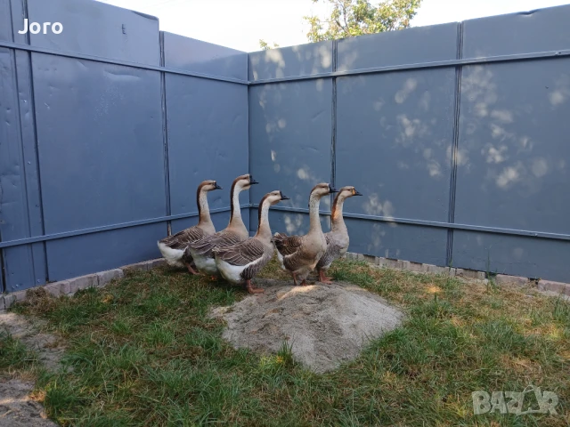 Лебедови гъски, снимка 1