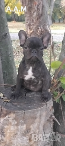 Френски булдочета 111 дни