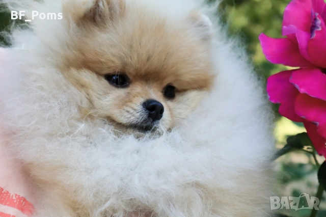 Уникално момиченце померан с родословие FCI, снимка 5 - Померан - 50219721