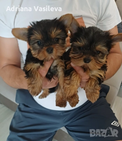 Йоркширски териер 