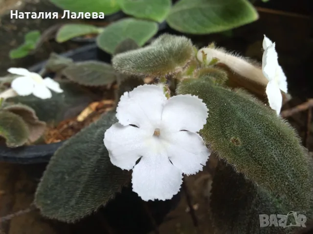 Бяла еписция, episcia Panama white