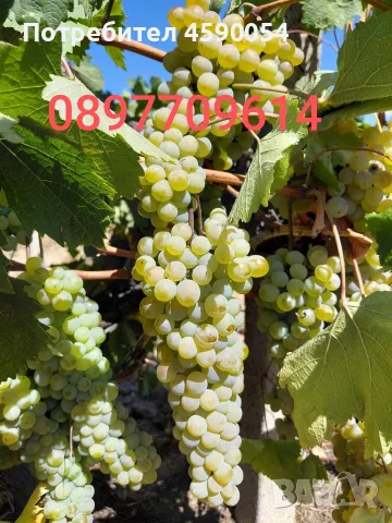 Каберне Совиньон и Ркацители , снимка 3 - Хранителни добавки - 56504670