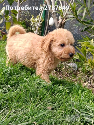 Кавапу, снимка 3 - Пудели - 53989489