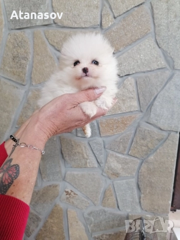 Померан Померанчета, снимка 2 - Померан - 52669553