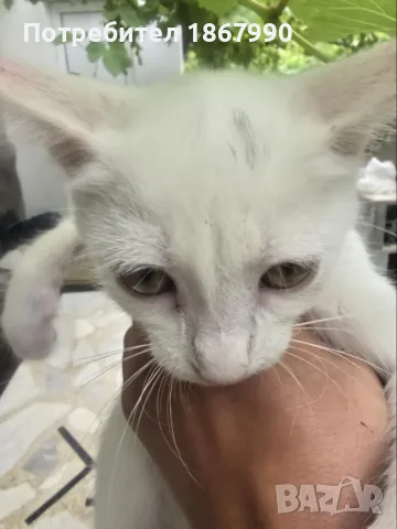 Котета търсят дом, снимка 7 - Други - 55517656