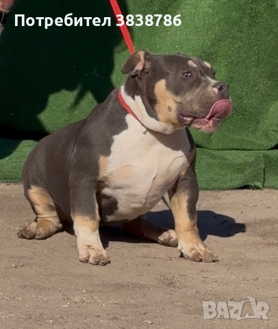 Американско були покет, снимка 2 - Други - 51996767