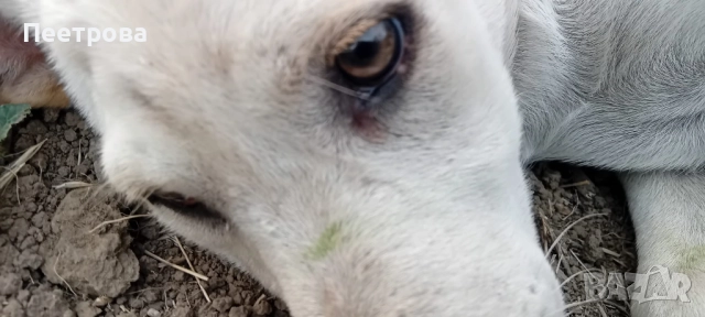 Лабрадор ретривър на три месеца - женски., снимка 5 - Лабрадор ретривър - 51662656