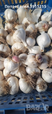 Български чесън.Имам и пролетен., снимка 5 - Домашни продукти - 52330286