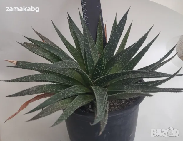 Алое, Гастералое (Aloe, Gasteraloe), сукулентно растение