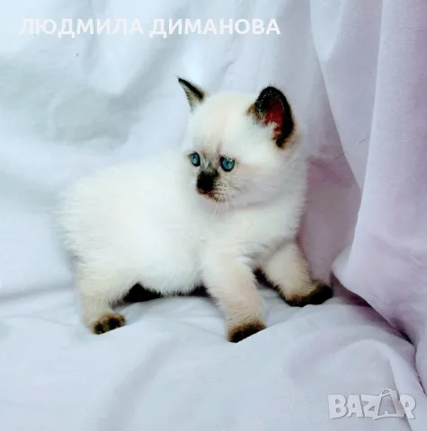 Шотландски със сини очи. , снимка 7 - Британска късокосместа - 56243737
