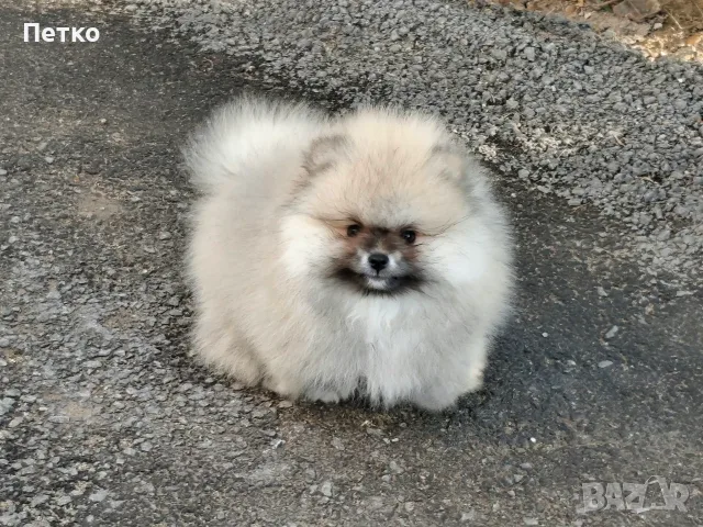 Померан момченце