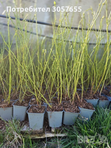 Разсад синя боровинка, снимка 2 - Разсади - 54106741