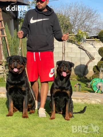 Ротвайлер, снимка 5 - Ротвайлер - 50765987