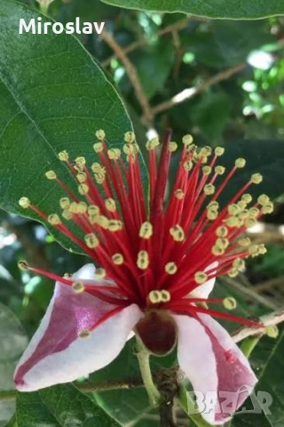 Ананасова гуава (Фейхоа), снимка 7 - Градински цветя и растения - 53913023