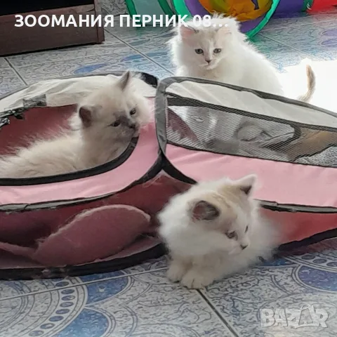 котета Регдол на 2месеца