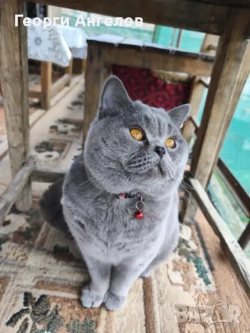 ЧИСТОКРЪВЕН МЪЖКИ БРИТАНЕЦ ЗА РАЗПЛОД, снимка 2 - Британска късокосместа - 48316235