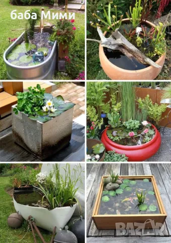 Nelumbo nucifera - семена Лотос, снимка 6 - Стайни растения - 49436756