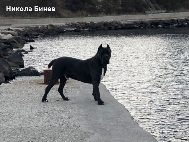 (РАЗПЛОД ) Родословно кане корсо мъжко от развъдник в Сърбия , снимка 5 - Търси партньор - 31502636