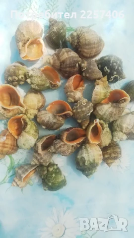 Рапани , снимка 9 - Декорация за дома - 51026365