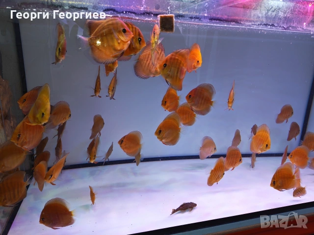 Дискуси, снимка 7 - Рибки - 51439805