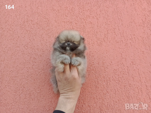 Мини Померан. Реални снимки от 17.03.26 г. Миниатюрно момче. 