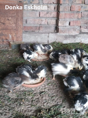 пилета, снимка 3 - Кокошки и пуйки - 54304411