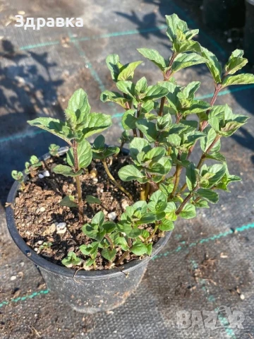   МЕНТА БОСИЛЕК РИГАН , снимка 2 - Градински цветя и растения - 49722027