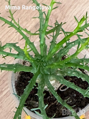 Еуфорбия главата на медуза , снимка 2 - Стайни растения - 53921968