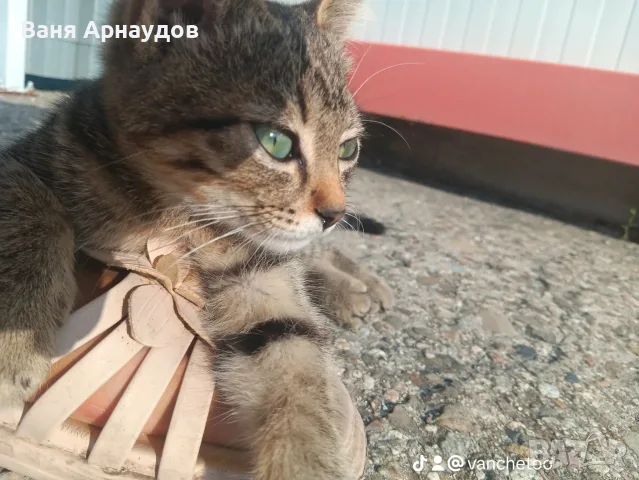 Търси своя нов дом