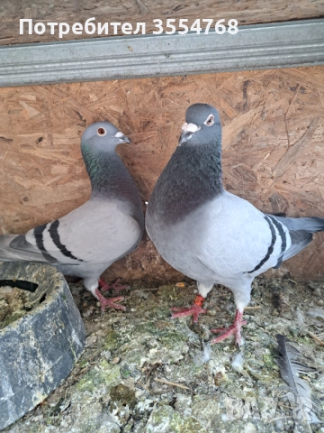 Продавам спортни гълъби , снимка 8 - Гълъби - 51801797