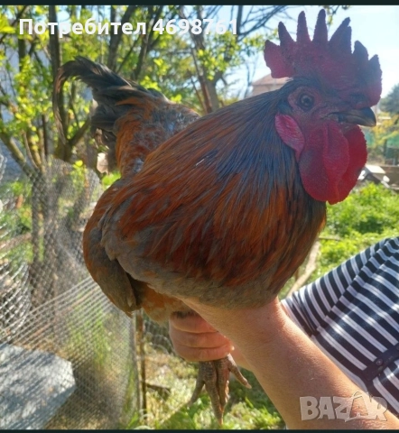 продавам петли и кокошки, снимка 4 - Кокошки и пуйки - 52968488