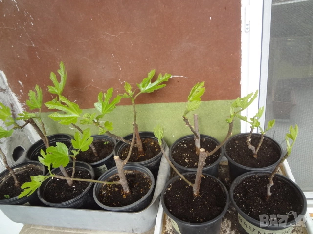 Смокини - 2 сорта - Блек Мишън и Брънсуик, снимка 10 - Разсади - 54092194