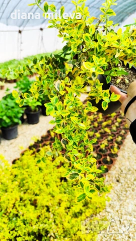 Евонимус Емералд Голд, Euonymus Emerald and Gold!!!, снимка 8 - Градински цветя и растения - 54317303